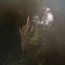 木漏れ日を背景に。