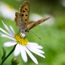Sucking nectar