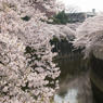 満開の神田川