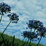 New Green Zeal Land 9