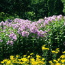 New green zeal Land 74