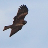 鳶