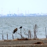 鳶とカラス