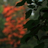 裏磐梯004