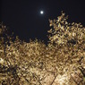 夜桜＠二条城