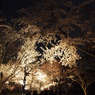 桜のトンネル