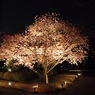 闇夜に光る桜