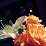 RIMG3833