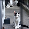わたしはコワくないもん！！