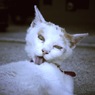 なめ猫
