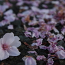 桜散る