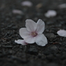散る