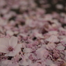 桜散る