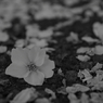 桜散る