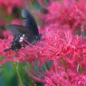 Papilio protenor