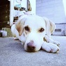 dog-A