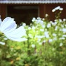 花弁