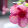 南国の花