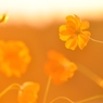 Cosmos in the Sunset