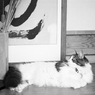 玄関猫
