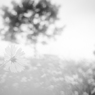 ９月の雨