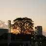 夕景の中の木のシルエット