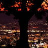 暁の夜景