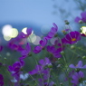 宵秋桜