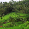棚田in Bali
