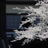大雲院の桜