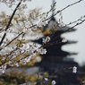 古都の春