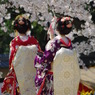 艶桜　其の壱