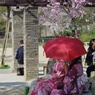 艶桜　其の弐