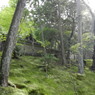 西苔寺