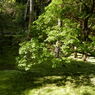 西苔寺