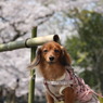 2009_04_08_4529