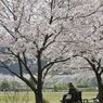 桜の木の下で