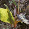 カタクリの花
