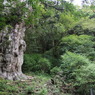 縄文杉