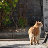 尾道