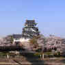 墨俣一夜城と桜