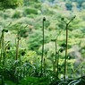 白野江植物公園