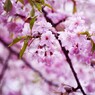 白野江植物公園