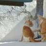 エーゲ海猫36