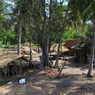 人々の暮らしin Bali ムンジャガン
