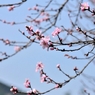 桜咲く