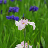 花菖蒲とオニヤンマ