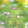 秋桜と色遊び