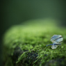 苔むす