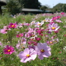 木曽三川公園　１４